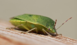 Macro