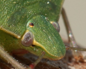 Macro