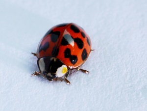 Macro