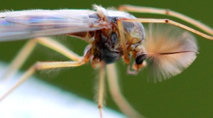 Macro