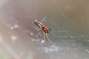 Macro