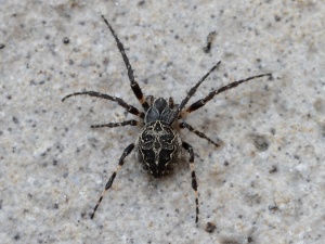 Macro