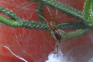 Macro