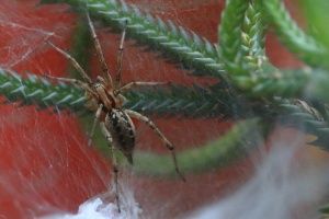 Macro