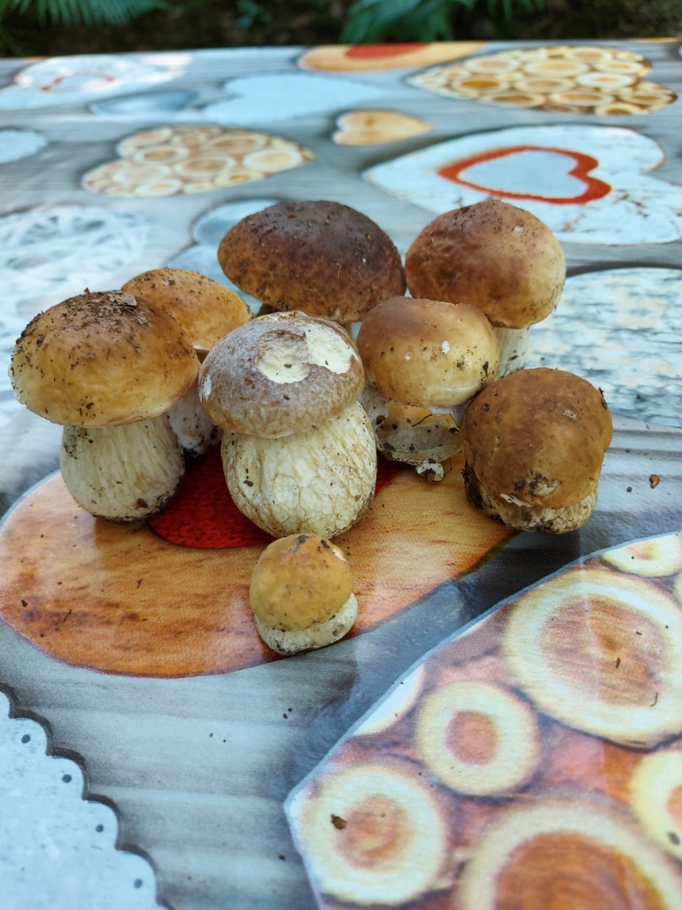 Funghi