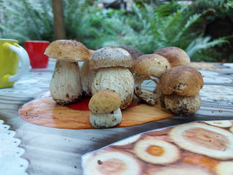 Funghi