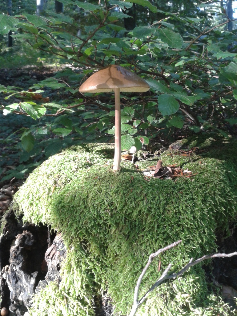 Funghi