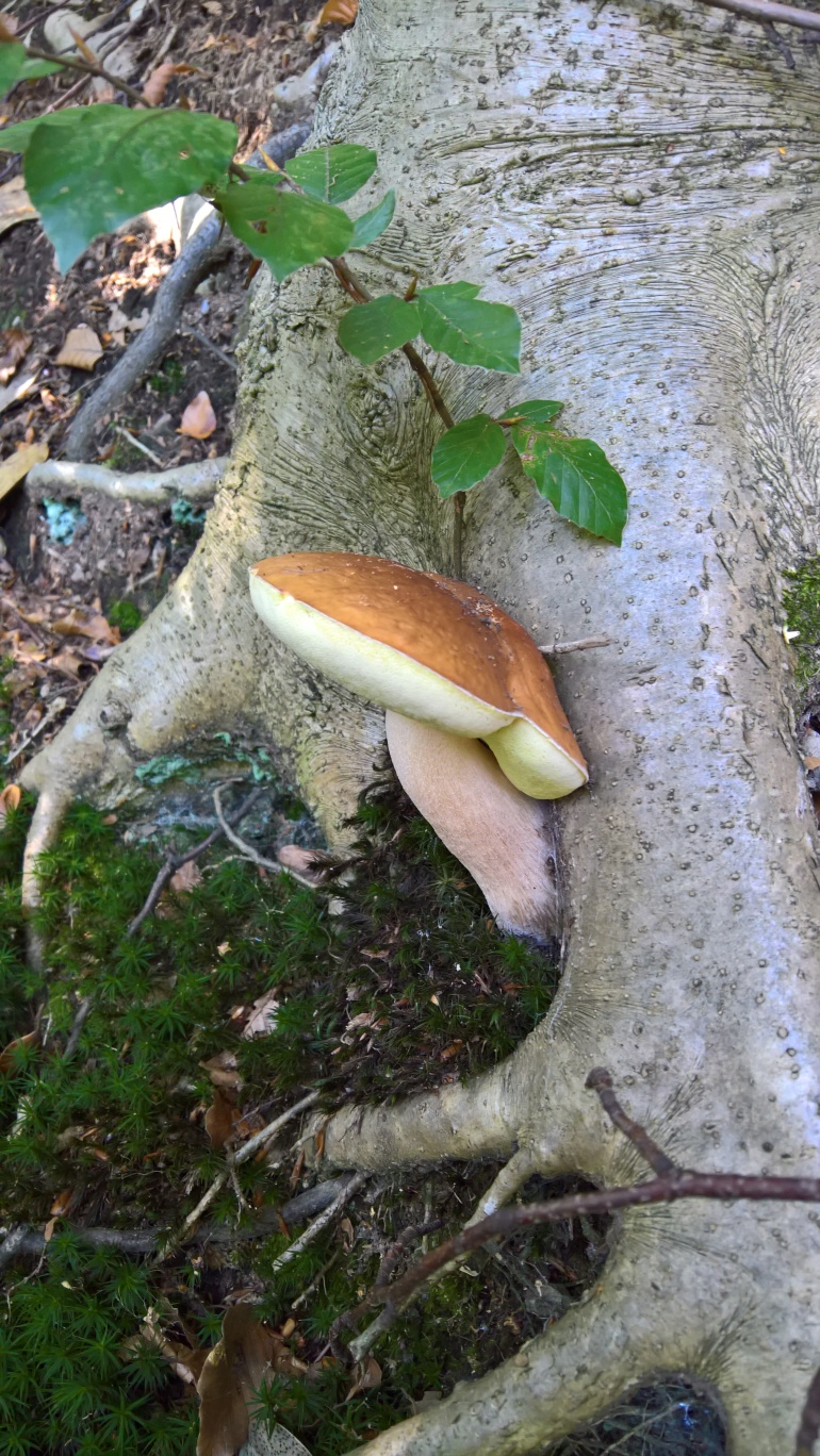 Funghi
