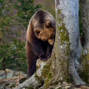 gli animali del bayerischer wald naturpark - Orso