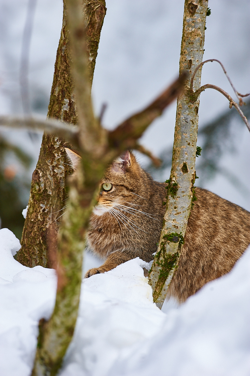  gli animali del bayerischer wald naturpark - gatto selvatico