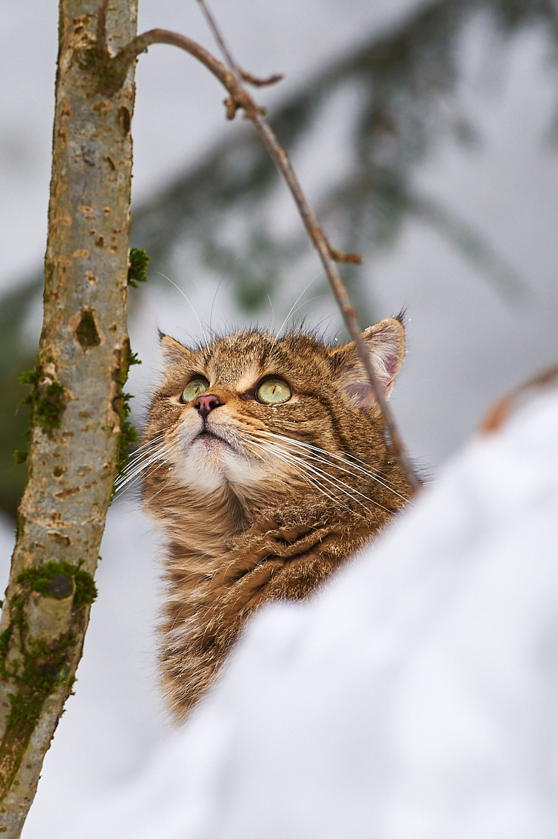  gli animali del bayerischer wald naturpark - gatto selvatico