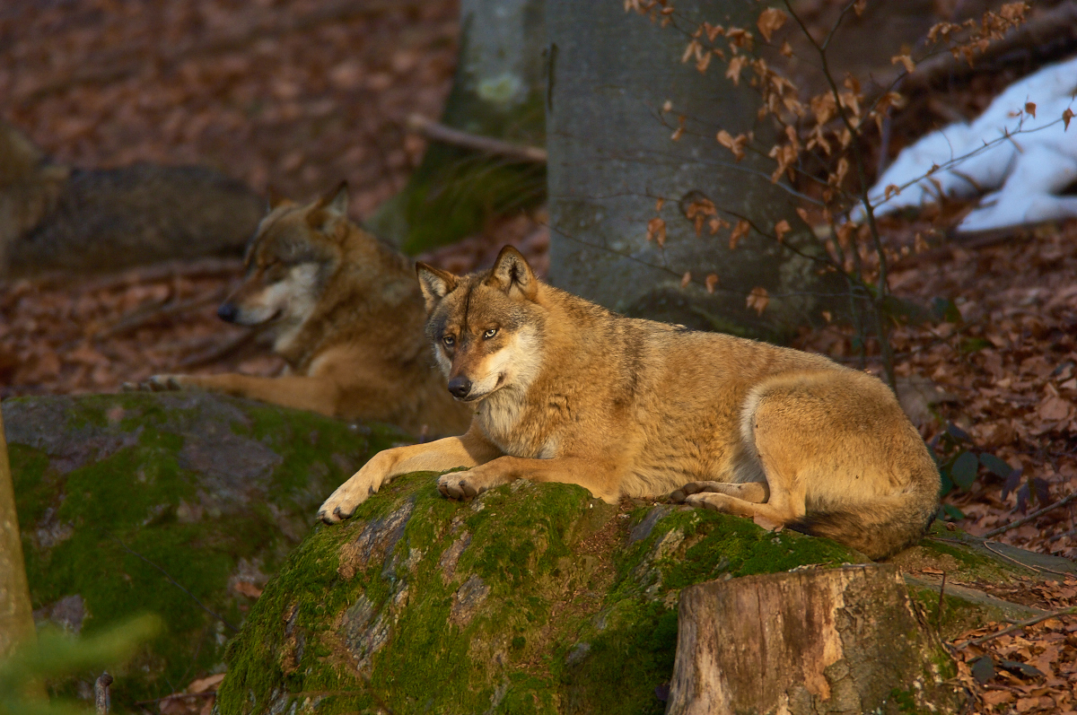 gli animali del bayerischer wald naturpark - Lupo